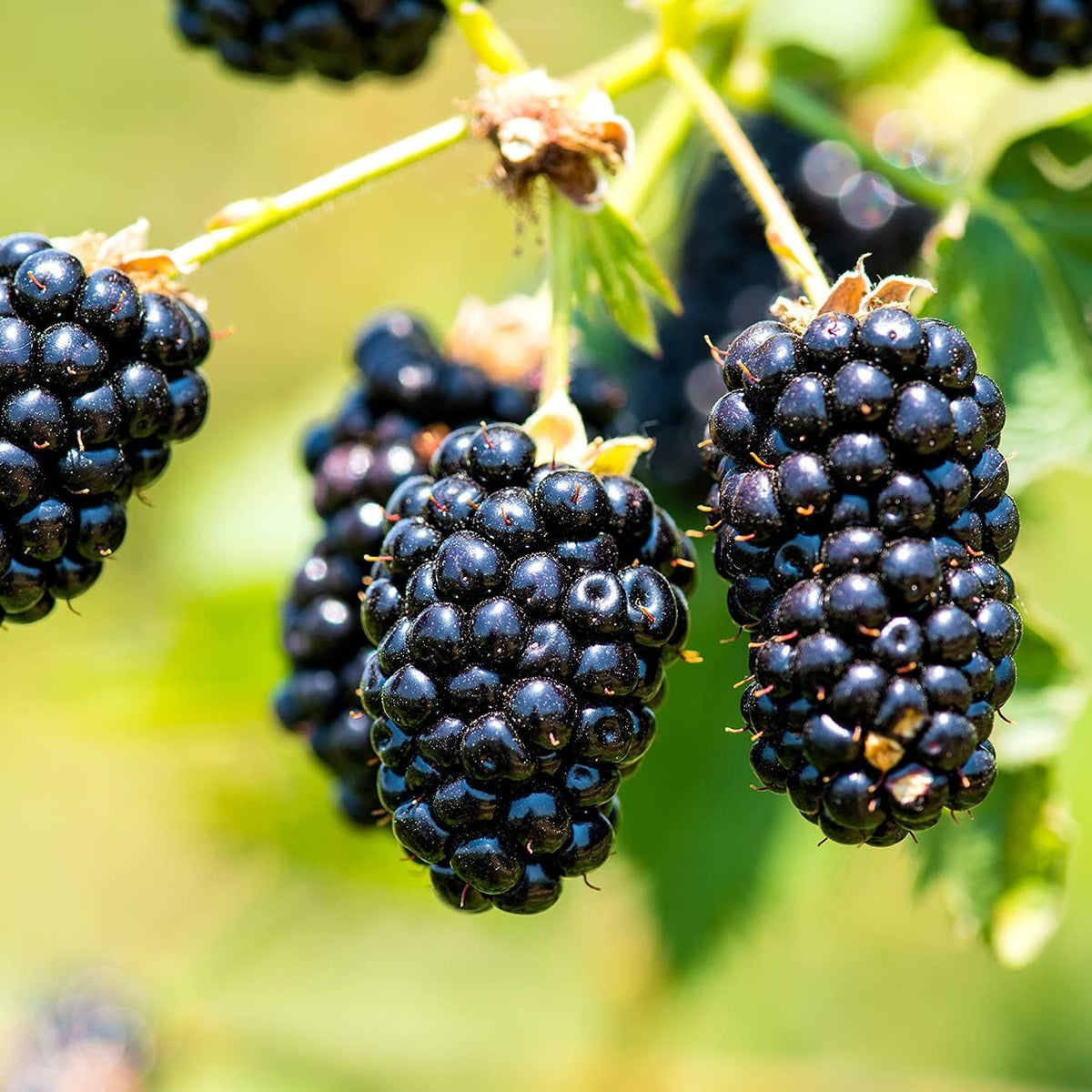 Natchez BlackBerry Bush 1 Gal. Pot G6727