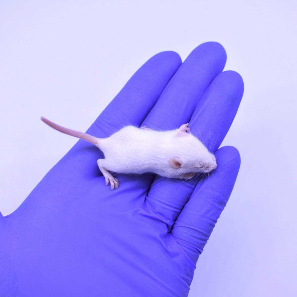Frozen Mice Feeders Combo Pack, 150 Count Q5893