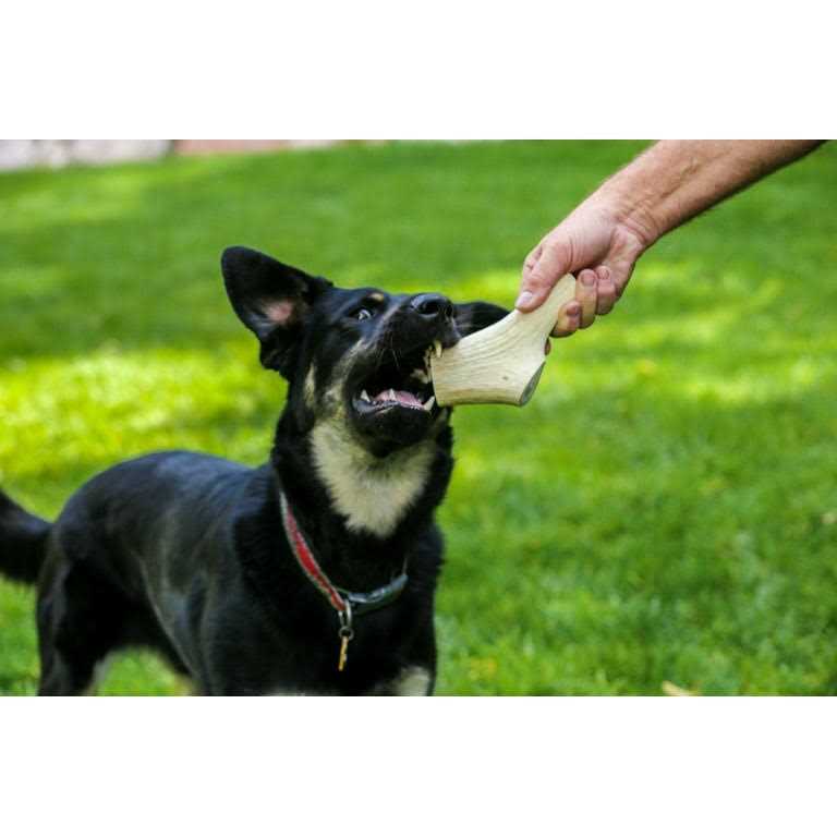 Large Thick Elk Antler 5 Pack Dog Chew Treat P1590