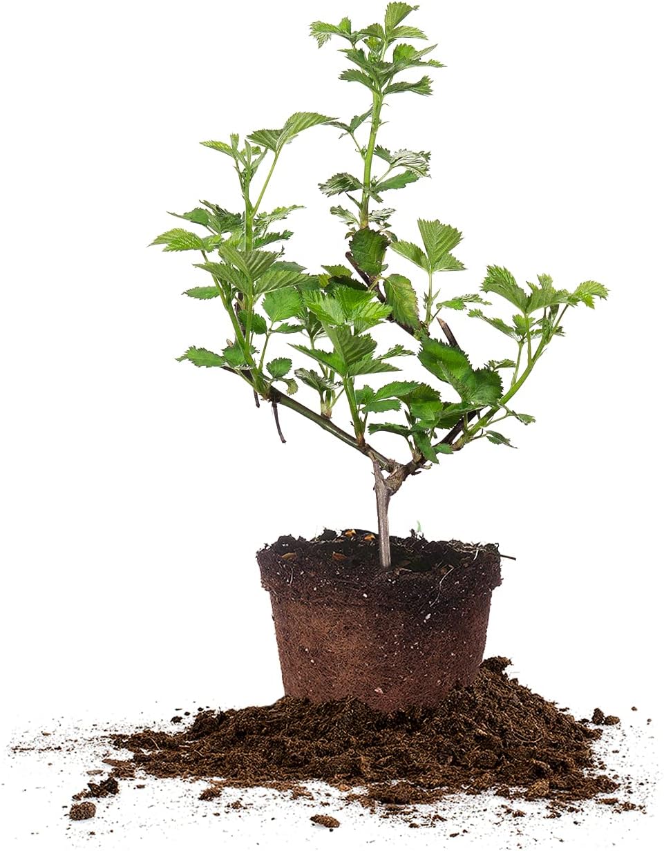 Natchez BlackBerry Bush 1 Gal. Pot G6727
