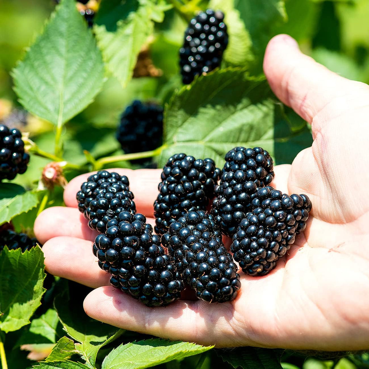 Natchez BlackBerry Bush 1 Gal. Pot G6727