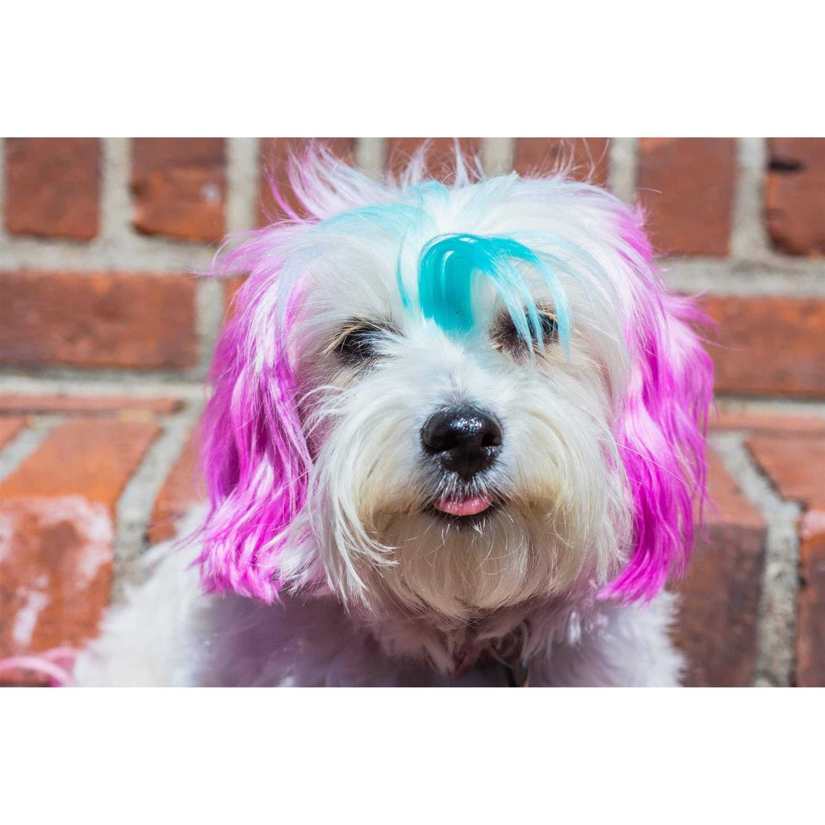 Semi Perm Coat Color Shampoo for Dogs F64943