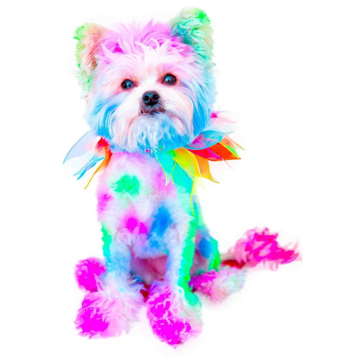 Semi Perm Coat Color Shampoo for Dogs F64943