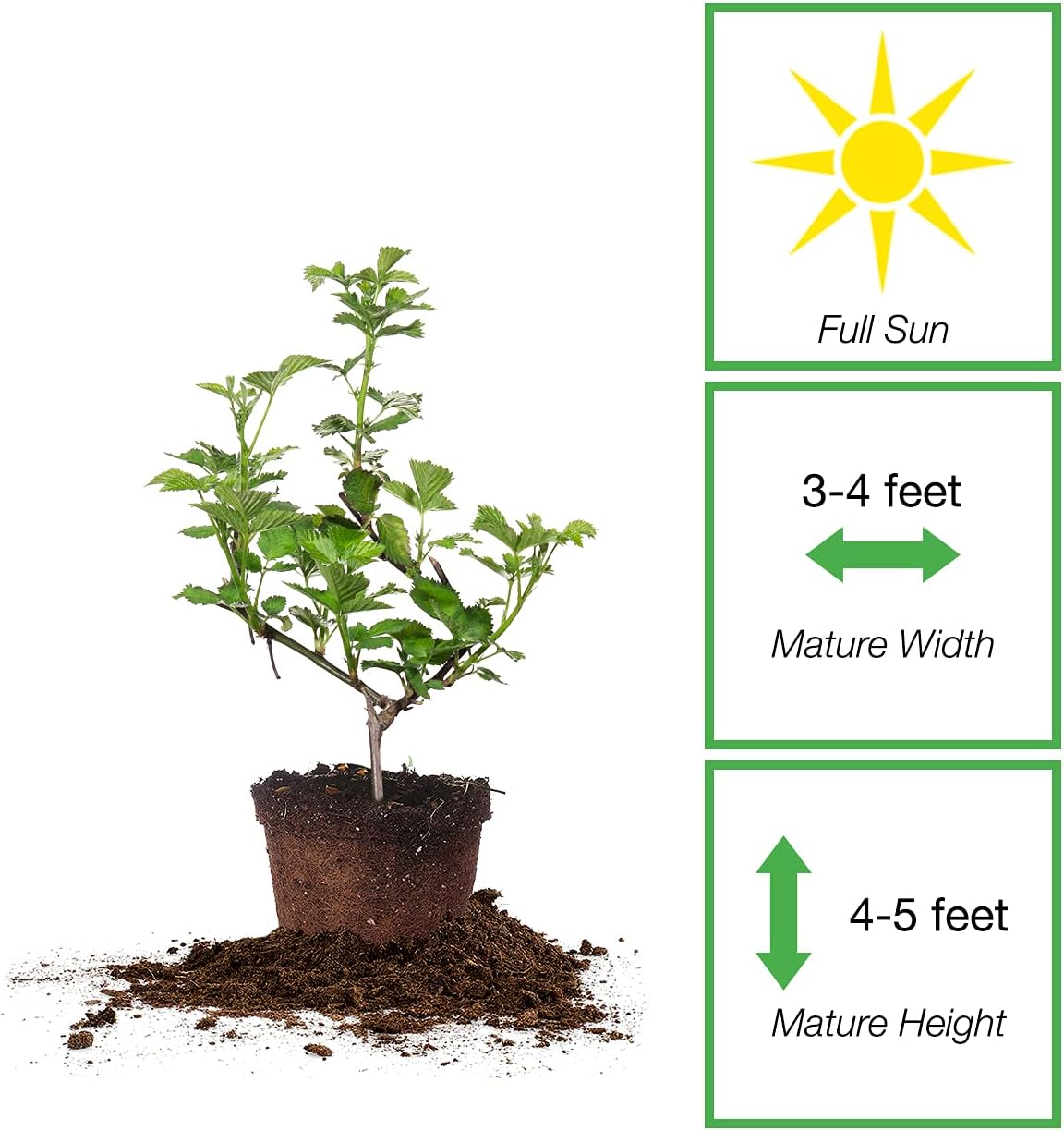 Natchez BlackBerry Bush 1 Gal. Pot G6727