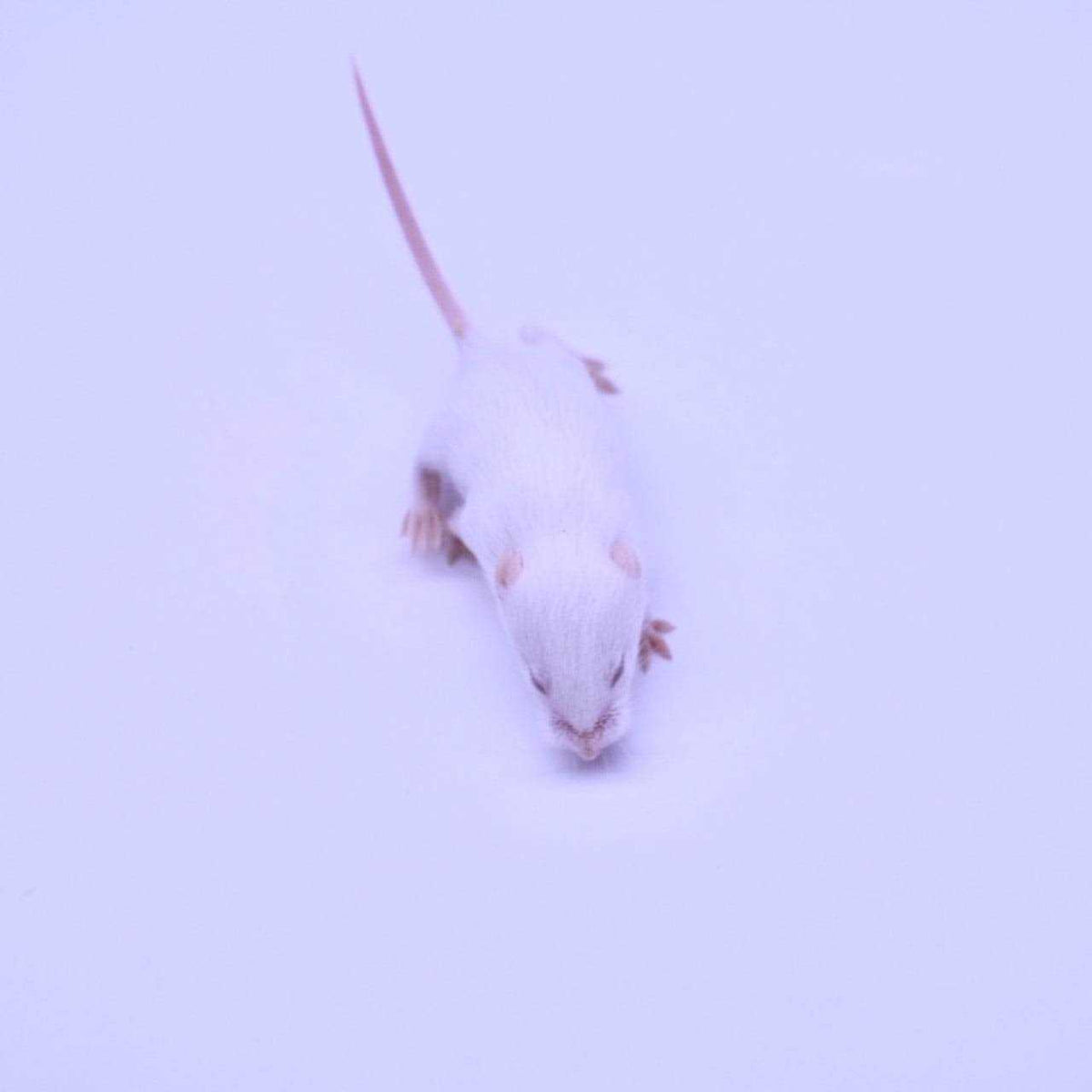 Frozen Mice Feeders Combo Pack, 150 Count Q5893