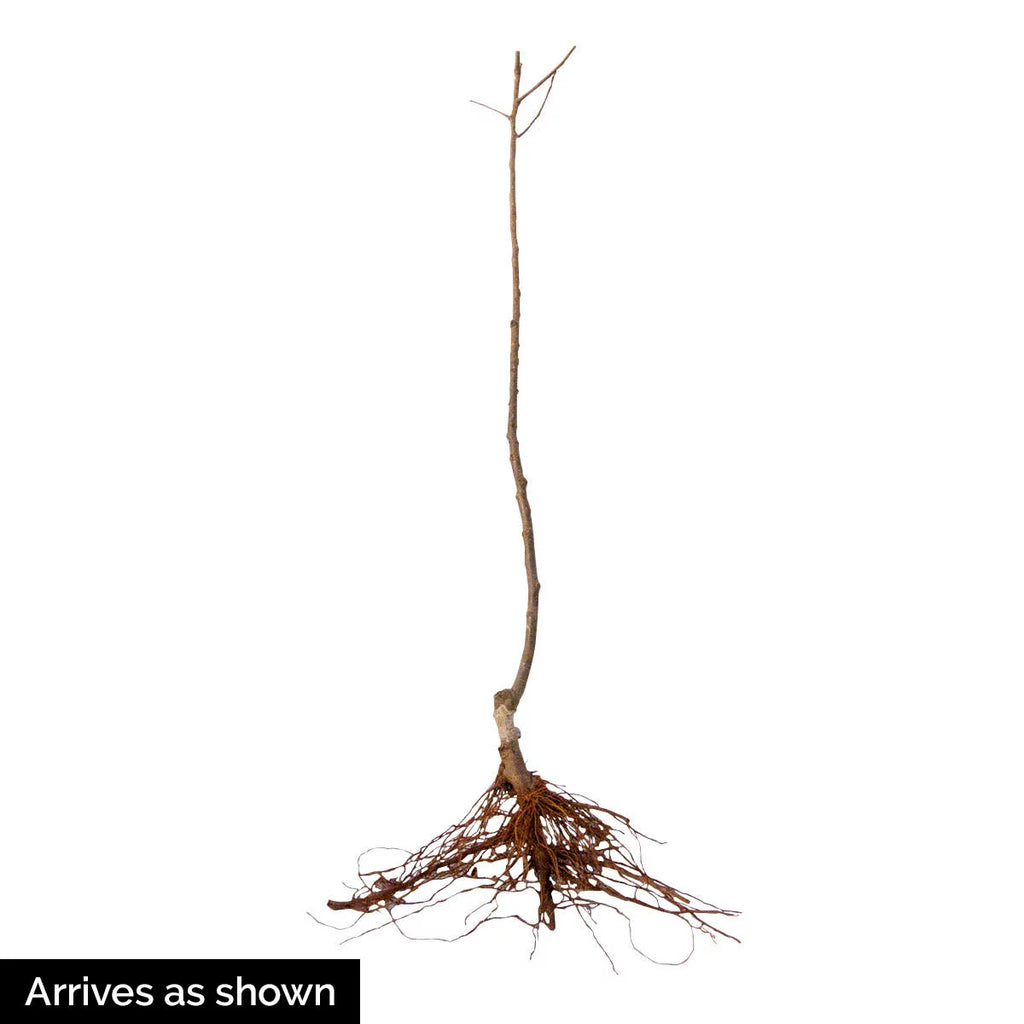 Dormant Bare Root Starter Fruit Tree 1-Pack Y919
